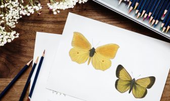 Yellow Butterfly Graphic for Sublimation